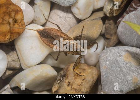Wasserwanze, Nepomorfa Foto Stock