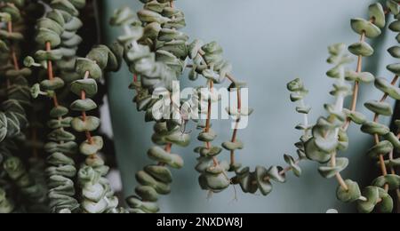 Crassula rupestris conosciuto anche come Jade collana pianta in un vaso blu Foto Stock