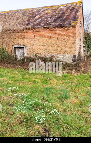 Gocce di neve che fioriscono nel mese di febbraio accanto a un vecchio fienile sulle rive del fiume Severn a Elmore Back, Gloucestershire, Inghilterra UK Foto Stock