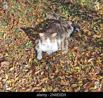 un gatto è seduto a terra Foto Stock