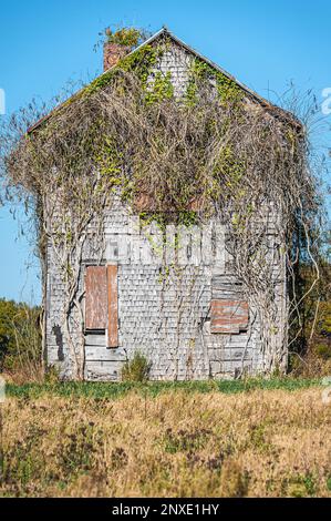 Fattoria abbandonata in eccesso nella Georgia del Nord. (USA) Foto Stock