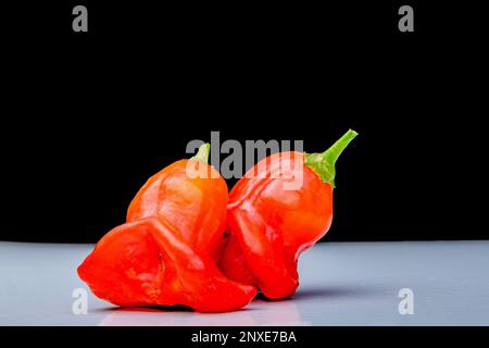 La corona vescovile, la campana di Natale, o cappello da scherzatore, è un pepe, una cultivar della specie Capsicum baccatum var. pendolo, Foto Stock