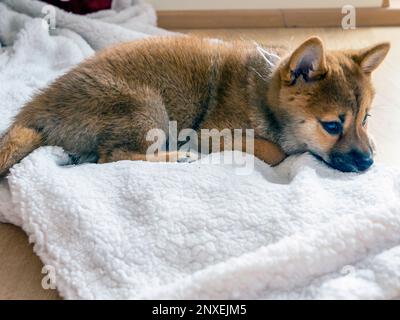 Ritratto di simpatico Shiba Inu piccolo cane, cucciolo, primo piano. Dogecoin. Ritratto del sorriso del cane giapponese dai capelli rossi. Colore illuminante, criptovaluta, moneta elettronica. Foto di alta qualità per cartoline Foto Stock