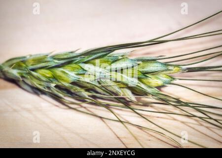 Un primo piano di un'orecchio di grano Foto Stock