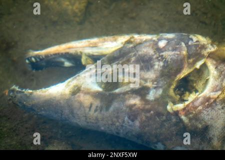 Il salmone è morto dopo la funzione riproduttiva. Le carcasse di pesci decomporsi sotto l'acqua e arricchiscono il fiume riproduttivo di materia organica. Mare di Okhotsk b Foto Stock