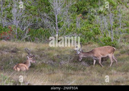 Red Deer Stags a Bogland, Lewis, Isola di Lewis, Ebridi, Ebridi esterne, Western Isles, Scozia, Regno Unito, Gran Bretagna Foto Stock