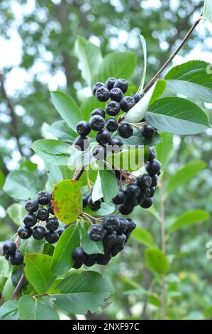 Ramo di chokeberry (Aronia melanocarpa) con bacche nere mature Foto Stock