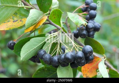 Ramo di chokeberry (Aronia melanocarpa) con bacche nere mature Foto Stock