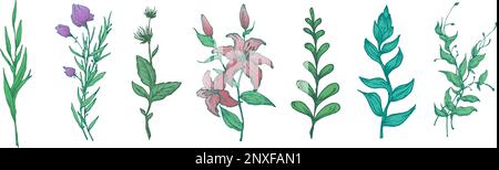 Mano disegnata Wildflowers colorful Vector Illustrations Collection. Fiori astratti e foglie di pianta schizzo. Disegni botanici in stile Foliage Engraving Illustrazione Vettoriale