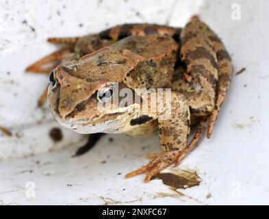 Rana di erba (Rana temporaria) in natura Foto Stock