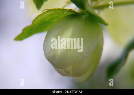 Il fiore di Natale (Helleboro) è raffigurato in primo piano. Questo fiore insolito fiorisce in inverno Foto Stock