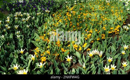 Tulipano botanico bianco giallo chiamato tarda combinato con i crocus gialli. Questo è il primo tulipano botanico commerciale. Foto Stock