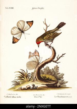 Illustrazione di uccelli-Un Goldfinch e Farfalle-piatto antico del libro olandese: Collezione di uccelli stranieri e rari, illustrato da George Edward-1772 Foto Stock