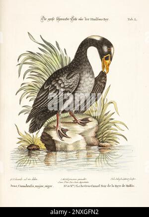 Illustrazione di uccelli-Oca nera-piatto antico del libro olandese: Collezione di uccelli stranieri e rari, illustrato da George Edwards-1772 Foto Stock