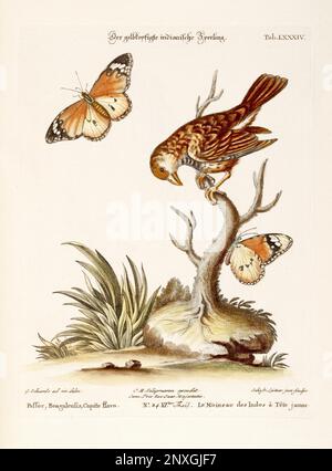 Illustrazione di uccelli-Sparrow e Farfalle -piatto antico del libro olandese: Collezione di uccelli stranieri e rari, illustrato da George Edwards-1772 Foto Stock