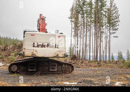 WA23129-00...WASHINGTON - Grande escavatore parcheggiato in un varco con un piccolo stand di alti alberi sottili nel mezzo sul terreno DNR sopra Wallace Falls sta Foto Stock