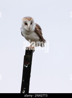 Fienile Owl nelle colline Cotswold in Gloucestershire Regno Unito Foto Stock