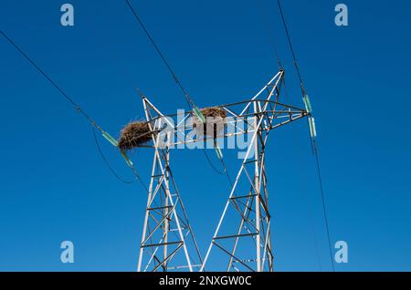 Due nidi di cicogna in cima al pilone elettrico Foto Stock