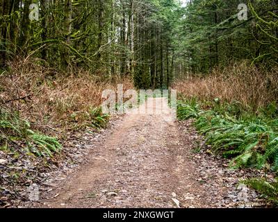 WA23163-00...WASHINGTON - vecchia strada di tronchi trasformata in sentiero attraverso la foresta a Lord Hill Regional Park nella contea di Snohomish vicino Monroe. Foto Stock