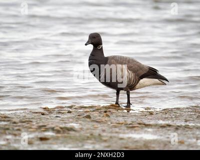 Brent Goose, Branta bernicla, Dark Bellied, single bird by Water, Norfolk, febbraio 2023 Foto Stock