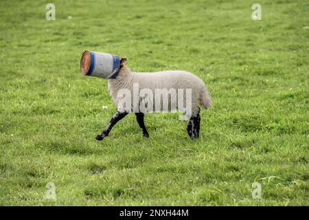 scottish pecora nera sull'erba, in un campo con una vernice sulla sua testa, Scozia, regno unito, in estate Foto Stock