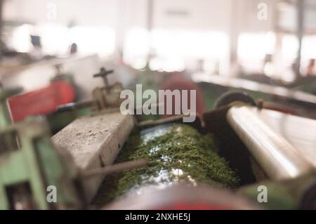 Immagini del mulino di produzione del tè a sylhet, Bangladesh. Foto Stock