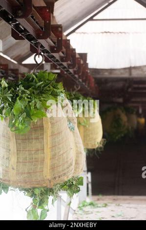 Immagini del mulino di produzione del tè a sylhet, Bangladesh. Foto Stock