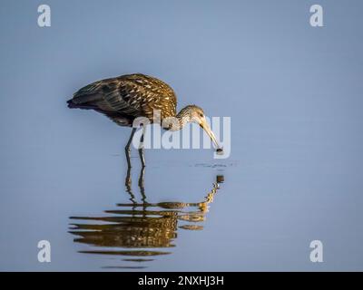 Un limpkin (Aramus guarauna), chiamato anche carrao, courlan, e uccello piangente in acqua fredda allo stato del Myakka River state Park a Sarasota Florida USA Foto Stock