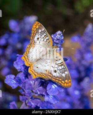 Primo piano di una farfalla di pavone bianco (anartia jatrofae) su fiori di salvia di Mealycup viola Foto Stock