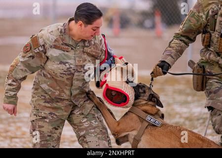 Ffarah, 341st cane da lavoro militare Squadron delle forze di sicurezza, morde il personale Sgt. Alexandra Campanaro, 341st SFS MWD handler, come parte dell'addestramento di lavoro del morso alla base dell'aeronautica di Malmstrom, il mese, 24 gennaio 2023. Quando non sono attivamente in pattuglia con il loro gestore, Malmstrom MWG trascorrere la maggior parte del loro tempo formazione in aree di obbedienza, morso lavoro, agilità e bomba / rilevamento di droga. Foto Stock