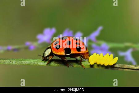 Beetle Asiatico multicolore (Harmonia axyridis) che depone uova su un fusto di pianta durante la primavera a Houston, Texas. Vista laterale macro con spazio di copia. Foto Stock