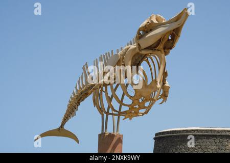 Scheletro di una balena, la balena becco, a El Cotillo, Fuerteventura Foto Stock