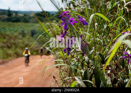 immagine della strada con focalizzazione su fiori e ciclista sfocata sullo sfondo Foto Stock