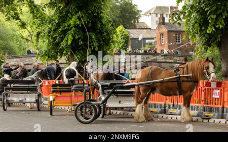 Grandi cartaggi bruni e altri cavalli attaccati ai carri da trotto si legavano alla Sands Appleby Horse Fair Appleby a Westmorland Eden Valley Cumbria Foto Stock