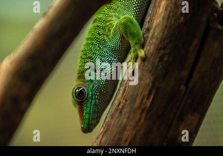 Green Gecko seduto su Branch con sfondo Bokeh Foto Stock