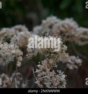 Teste di fiori secchi del giardino deciduo arbusto Hydrangea arborescens Bounty visto nel giardino d'inverno. Foto Stock