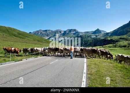 Svizzera Canton Ticino, Lucomagno pass, vacche Foto Stock