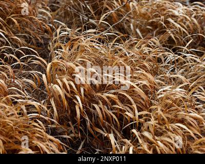 Primo piano della morte e erba secca della pianta da giardino Hakonechloa macra Nicolas o erba forestale giapponese visto in inverno. Foto Stock