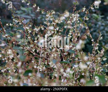 Primo piano dei fiori bianchi invernali della pianta giardino Lonicera x Purpusii. Foto Stock