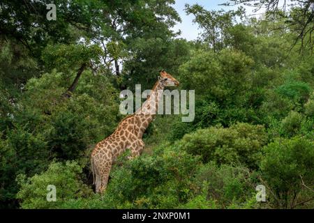 Giraffe pascolo su un Hillside pesantemente boschiva Foto Stock