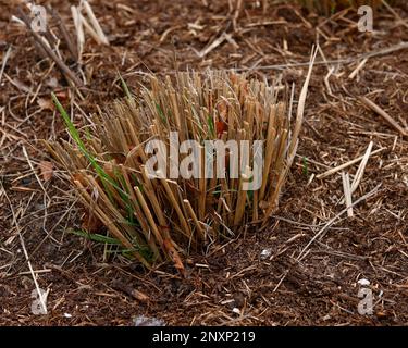 Primo piano del giardino erba ornamentale Calamagrostis brachytricha o erba di piume coreana visto dopo potatura e taglio duro in inverno. Foto Stock