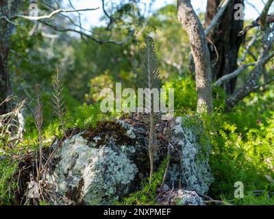 Madre di milioni e asparagi erbacce crescono nel bush nativo dell'isola di Coochiemudlo, Queensland, Australia Foto Stock