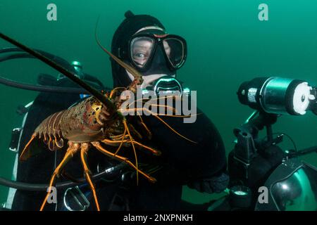Un subacqueo si pone per un ritratto con un'aragosta spinosa californiana (Panulirus interruptus) che striscia sulla spalla durante un'immersione a Malibu, in California Foto Stock