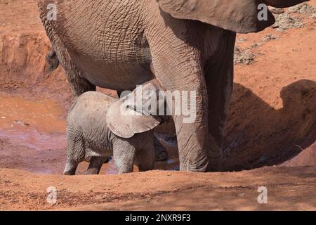 Elefante africano (Loxodonta africana), Un vitello si nutre mentre la madre beve in una buca d'acqua Foto Stock