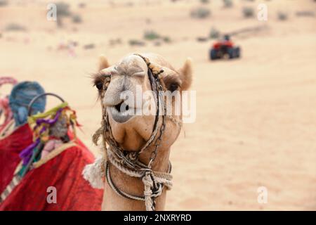 Scatta un cammello arabo nel deserto vicino a Dubai con un quad sullo sfondo. Foto Stock