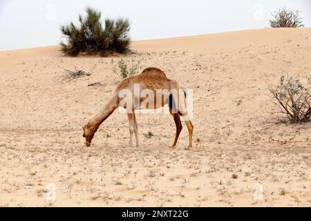 Cammello che mangia erba nel deserto di Liwa fuori Dubai. Foto Stock