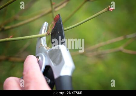 Potatura delle rose in primavera, taglio di un ramoscello sopra un germoglio con cesoie per potare, giardinaggio stagionale, sfondo verde naturale, spazio copia, messa a fuoco selezionata Foto Stock