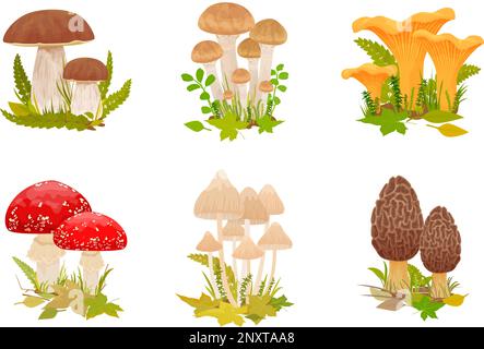 Funghi set con composizioni isolate piatte di gruppi di scogliera velenosi commestibili che crescono con foglie di foresta illustrazione vettore erba Illustrazione Vettoriale