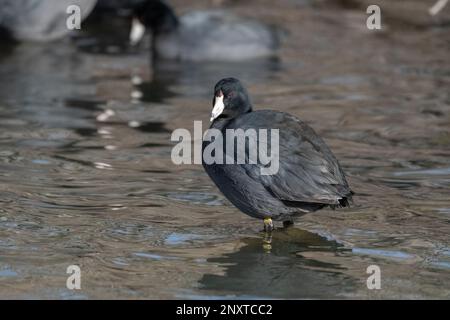 Una folaga americana in piedi in qualche acqua poco profonda con la sua testa leggermente girata a lato. Foto Stock