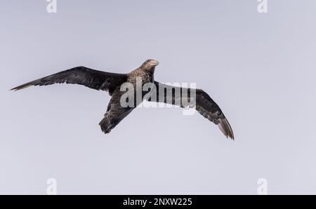 Uccello di petrolio gigante del sud che sorvola lungo la nave nell'Atlantico del sud vicino alle Isole Falkland Foto Stock